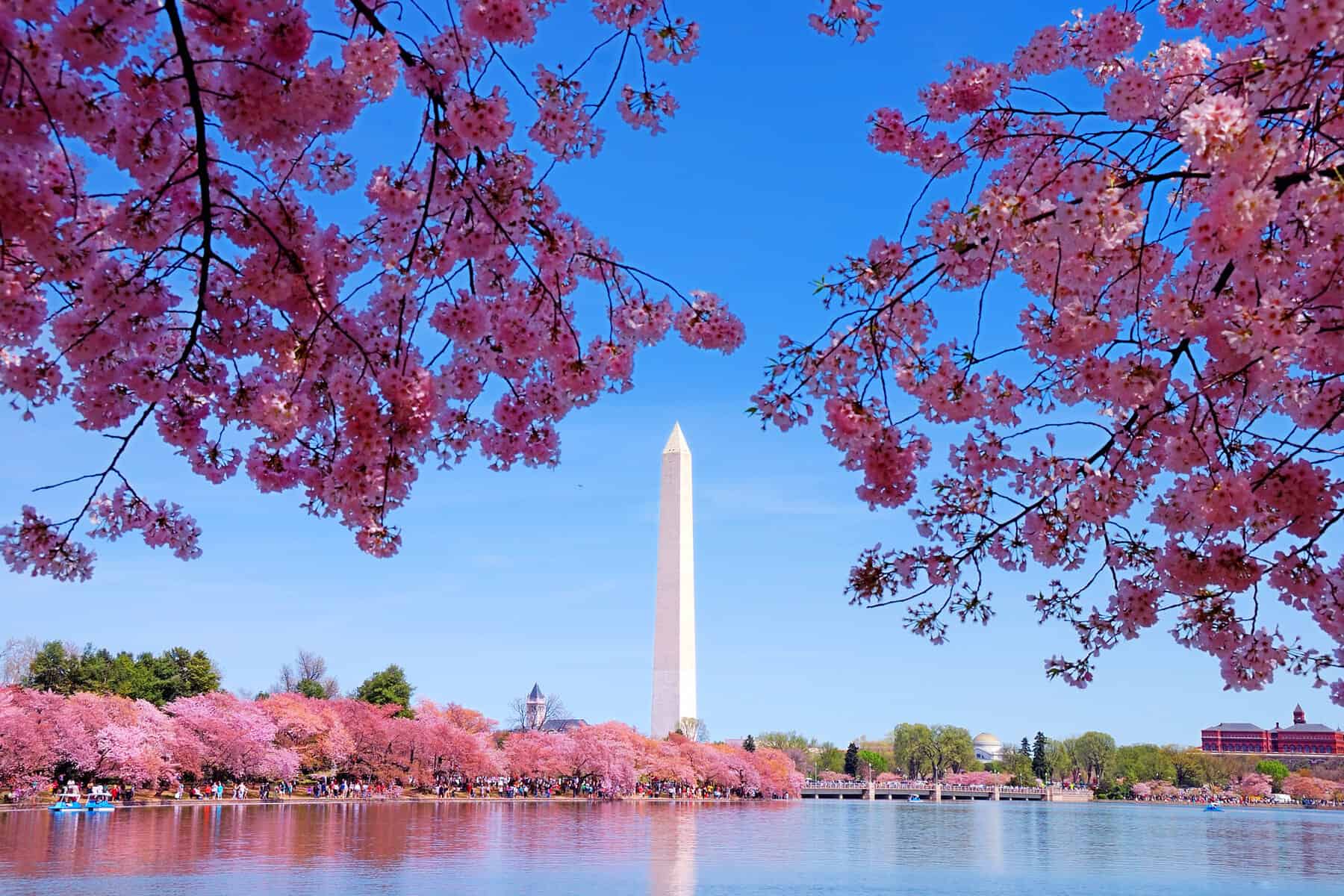 Best Places to See Cherry Blossoms in DC and Unique Ways to See Them -  Beyond Times Square