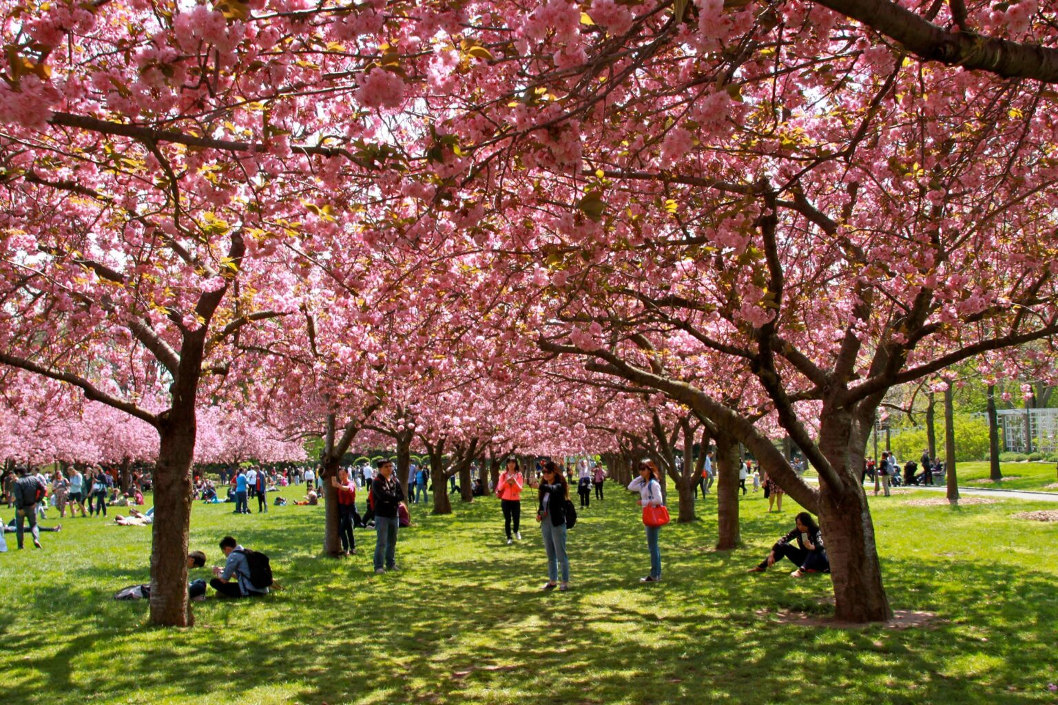 The Top Five Activities to Level Up Your Spring Travel in Washington DC ...